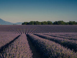 Naklejka na ściany i meble Lavender fields, Valensole, Provence, France
