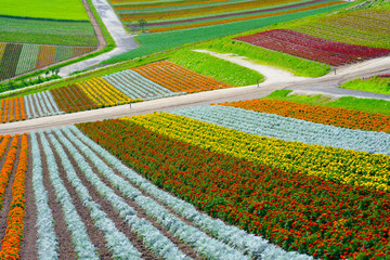 北海道の花畑