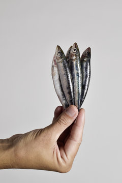 sardines