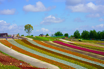 北海道の花畑