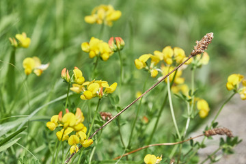 Yellow flowers