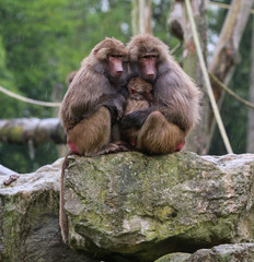 Baboon family in the rain