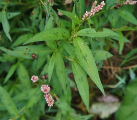 Lady's Thumb smartweed