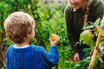 Mom and her little son harvesting vegetables on her orchard.