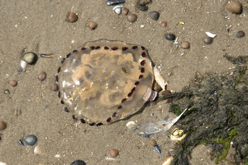 jelly-fish on the beach