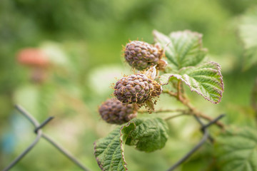 Not a ripe berry of the blackberry