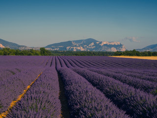 Fototapeta na wymiar Lavender fields, Valensole, Provence, France