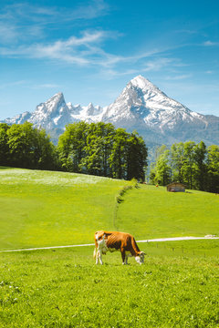 Fototapeta Idyllic alpine scenery with cows grazing on green meadows in spring