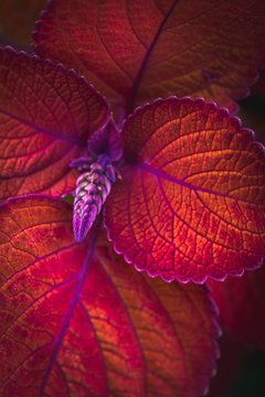 Coleus