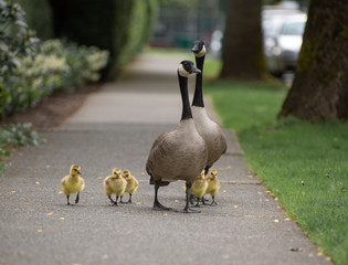 A family of Canadian geese walking the streets of Vancouver