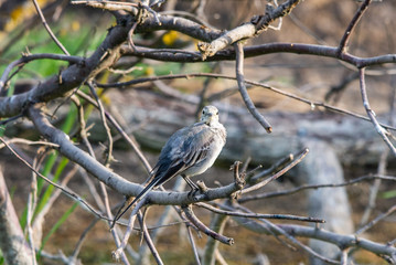 White Wagtail or Motacilla alba. Wagtails is a genus of songbirds. Wagtail is one of the most useful birds. It kills mosquitoes and flies, which deftly chases in the air
