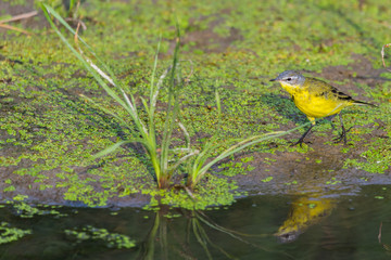 Yellow wagtail or Motacilla flava feldegg