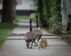 A family of Canadian geese walking the streets of Vancouver