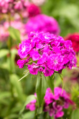 Obraz premium A beautiful pink flower grows in the garden. Turkish carnation