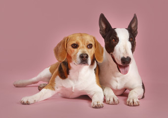 bull terrier and beagle dog