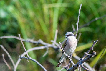 Lesser grey shrike or Lanius minor on branch