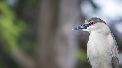 Profile close-up of a Black Crowned Night Heron.  Grey tree trunks and green foliage out of focus in the background. 