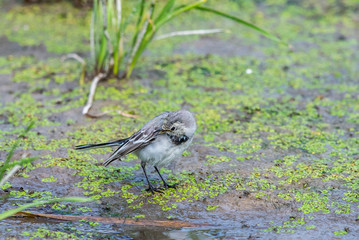 White Wagtail or Motacilla alba. Wagtails is a genus of songbirds. Wagtail is one of the most useful birds. It kills mosquitoes and flies, which deftly chases in the air