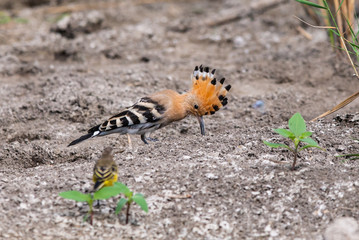 Eurasian Hoopoe or Common hoopoe or Upupa epops