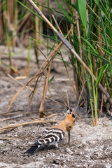 Eurasian Hoopoe or Common hoopoe or Upupa epops