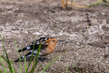 Eurasian Hoopoe or Common hoopoe or Upupa epops