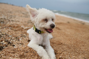 Dog, animal, friend,small, maltese