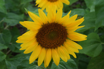 big sun flower cr2018 darreljbanks