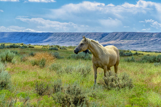 Horse Roaming the Prairie