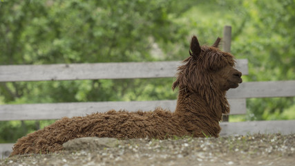 Alpaca rests quietly in the enclosure of the farm