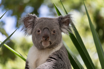 Koala 1