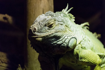 Iguana