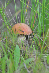 beautiful edible mushroom of the original form in the forest