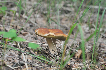 beautiful edible mushroom of the original form in the forest