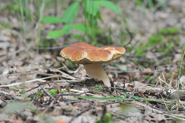 beautiful edible mushroom of the original form in the forest