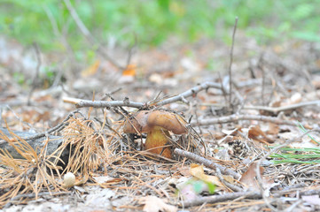 beautiful edible mushroom of the original form in the forest