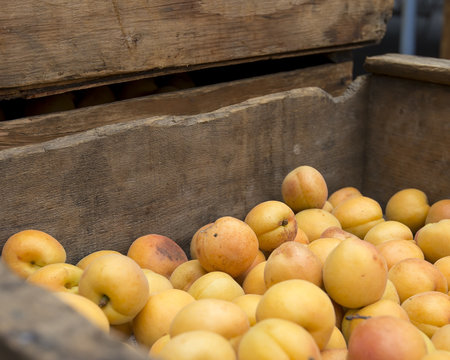 Old wooden crates filled with early summer apricots.