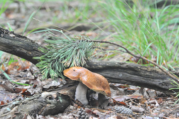 beautiful edible mushroom of the original form in the forest
