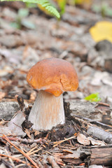 beautiful edible mushroom of the original form in the forest