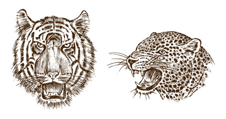 Japanese Wild Tiger and animal leopard. Asian Wild cat. profile of head or face. Tattoo artwork. Engraved hand drawn in old vintage sketch. Vector surreal illustration, badges, print for t-shirt.