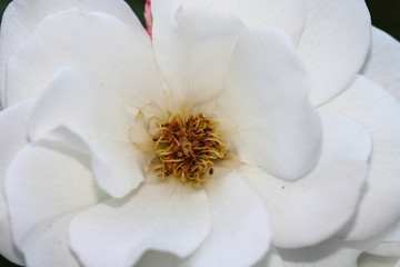 Obraz premium RM- (70).jpg 