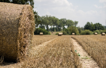 Mowed straw on an empty field. Round sheaves of straw on the stubble.