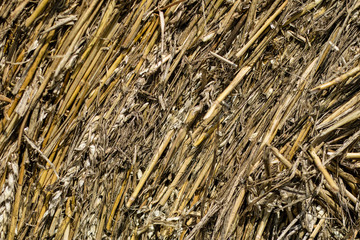 Mowed straw on an empty field. Round sheaves of straw on the stubble.