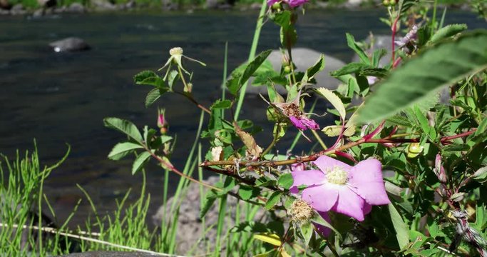 Wild rose blossom next to a mountain stream.