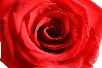 Beautiful red rose flower, closeup view