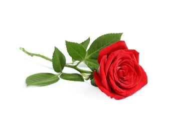 Belle fleur rose rouge sur fond blanc