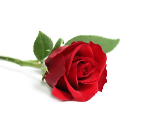 Obraz premium Piękny czerwony kwiat róży na białym tle