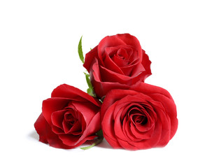 Beautiful red rose flowers on white background