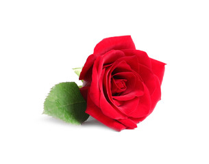 Beautiful red rose flower on white background
