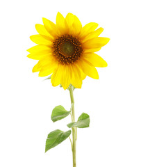 Naklejka premium Beautiful bright yellow sunflower on white background