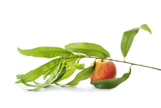 Branch with fresh sweet peach on white background